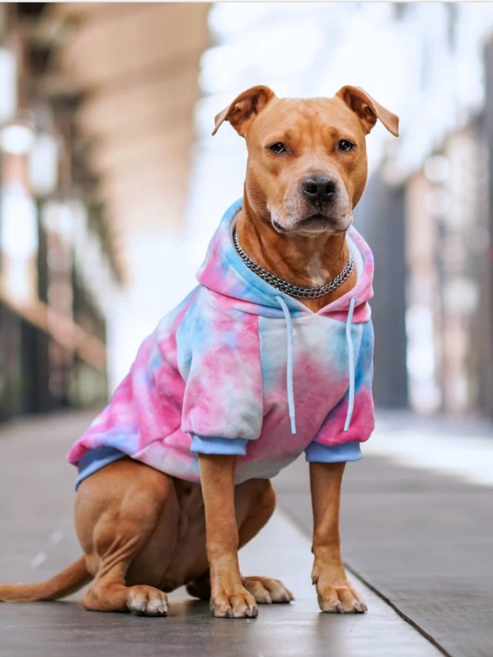 Cotton Candy Pink & Blue Dog Hoodie - Soft Pullover Pet Sweater